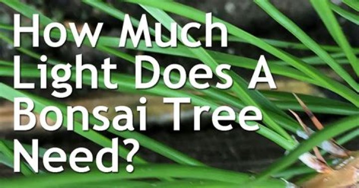 How much light does a bonsai tree need?