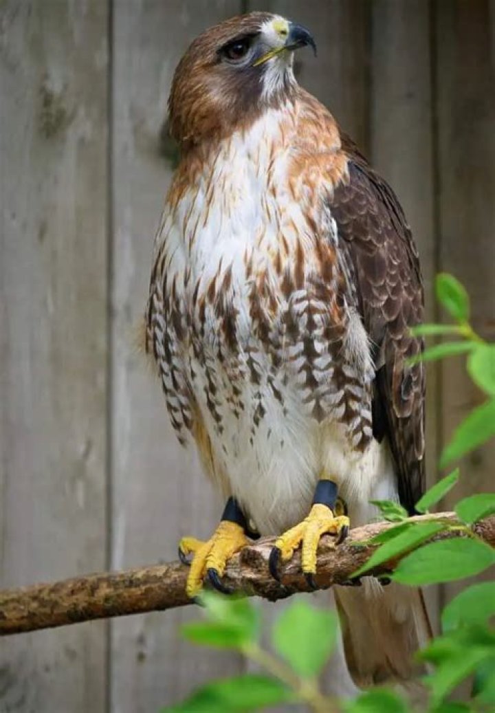 How much weight can a red tailed hawk pick up?