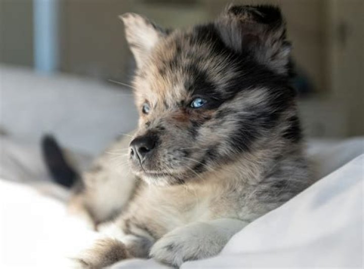 How often should I bathe my Pomsky?