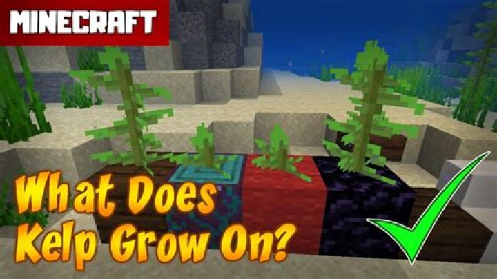 How tall can kelp grow Minecraft?