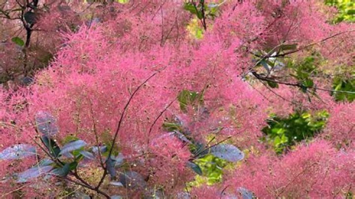 How tall does a smoke tree get?