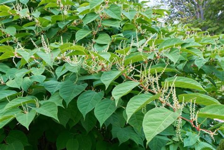 How tall does Japanese knotweed grow?