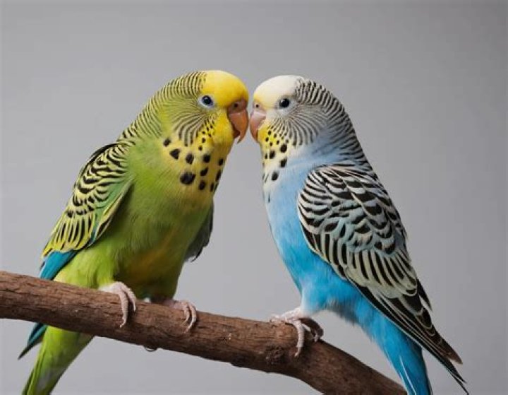 Is a Budgie the same as a parakeet?