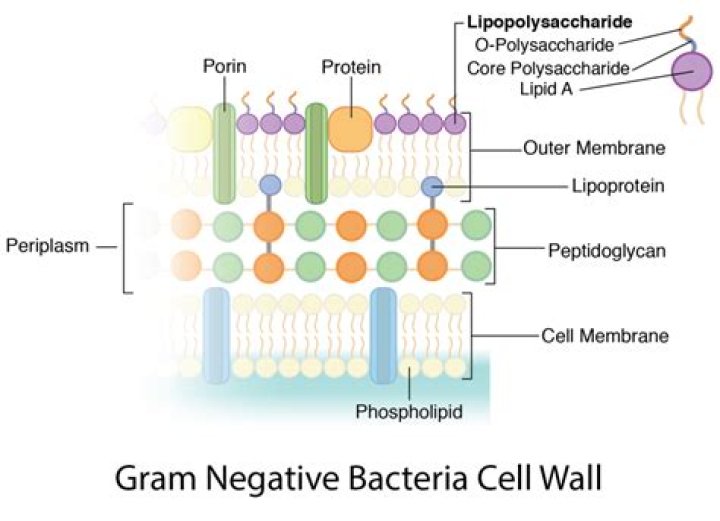 Is a cell wall found in a bacterial cell?