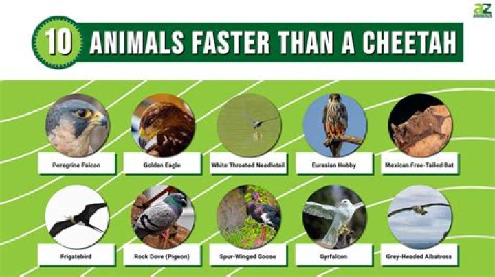 Is a Puma faster than a cheetah?