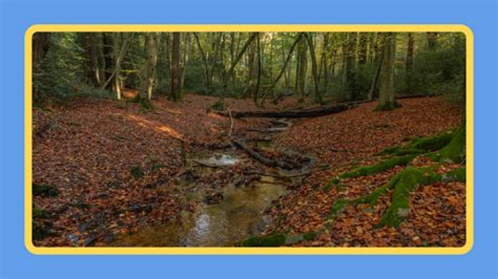 Is a woodland the same as a forest?