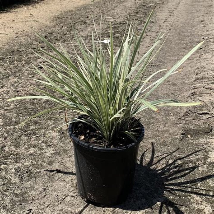 Is Aztec grass an evergreen?