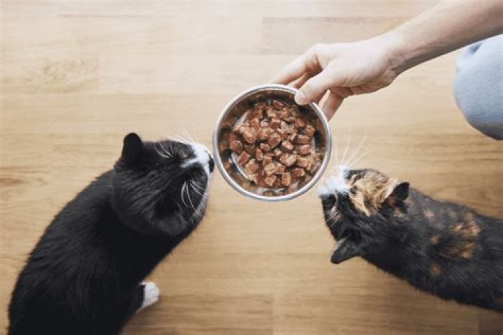 Is cat food more expensive?