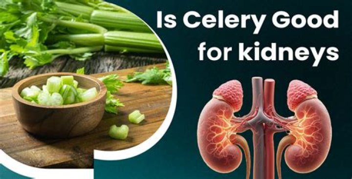 Is celery seed good for kidneys?