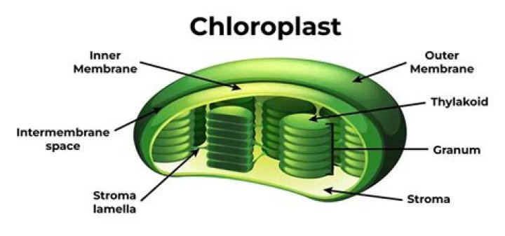 Is chloroplast prokaryotic or eukaryotic?