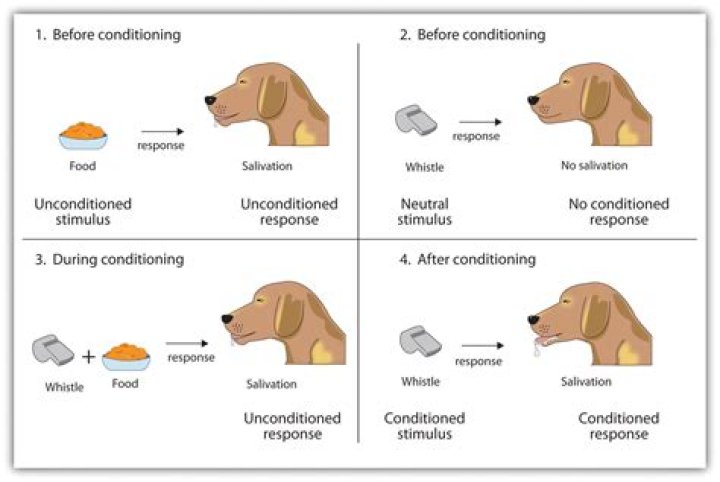 Is classical conditioning associative learning?