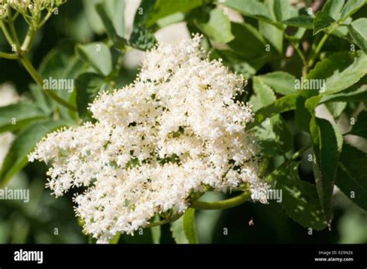Is elderflower a tree or a bush?