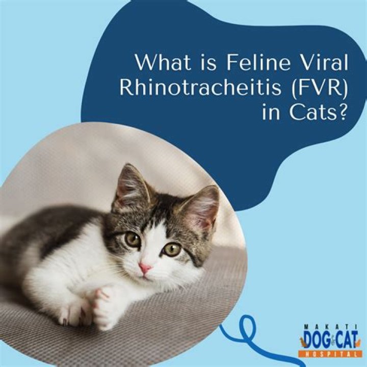 Is FVR contagious? | ContextResponse.com