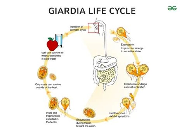 Is Giardia an amoeba? | ContextResponse.com
