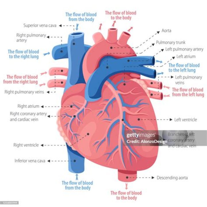 Is heart a body? | ContextResponse.com
