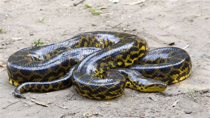 Is it legal to own a green anaconda?