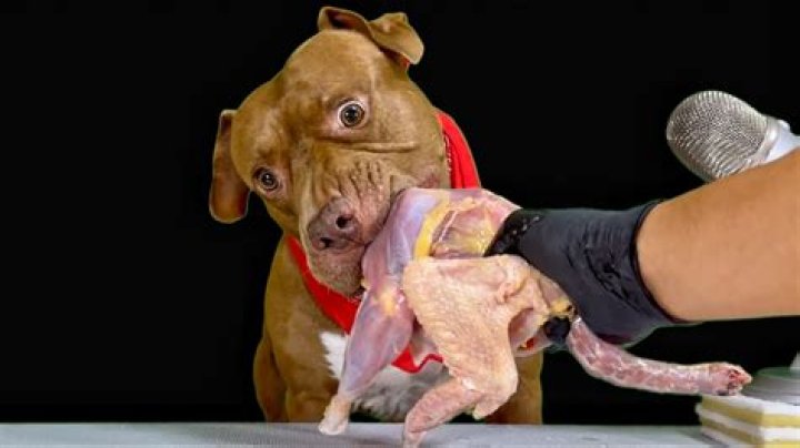 Is it OK to feed my pitbull raw chicken?
