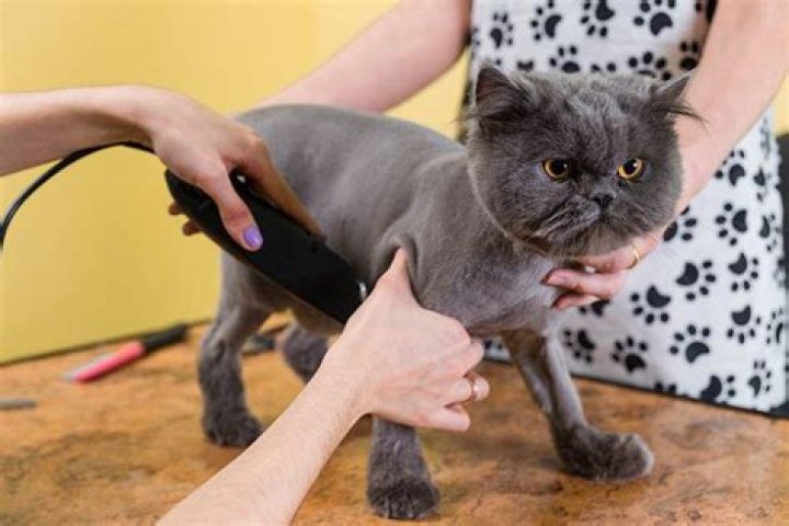 Is it OK to shave your cat?
