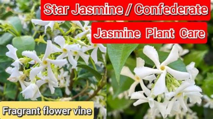 Is Jasmine drought tolerant? | ContextResponse.com