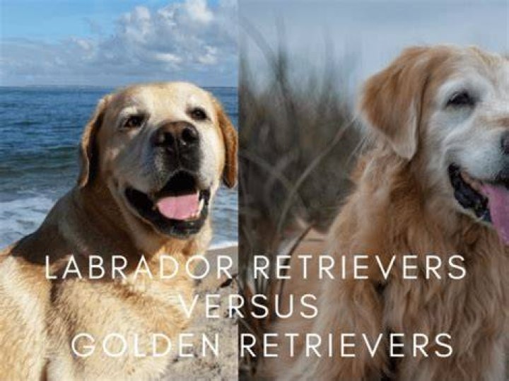 Is Labrador and Labrador retriever the same?
