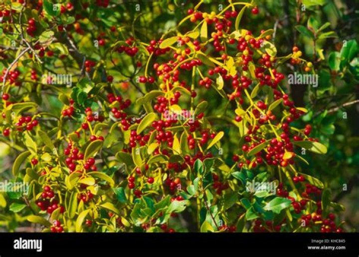 Is Mistletoe Red or white?