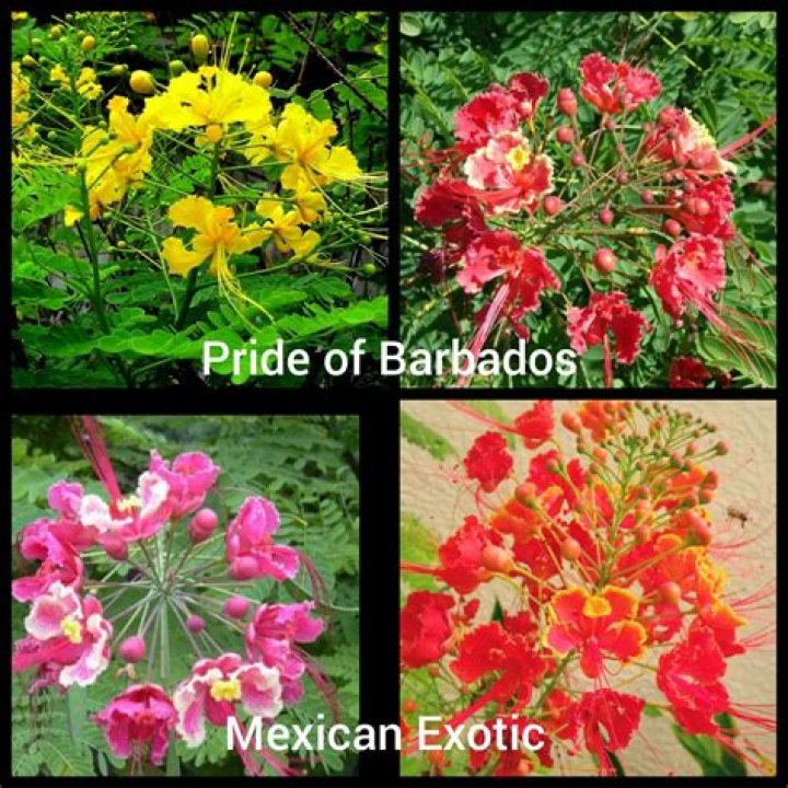 Is My Pride of Barbados dead?