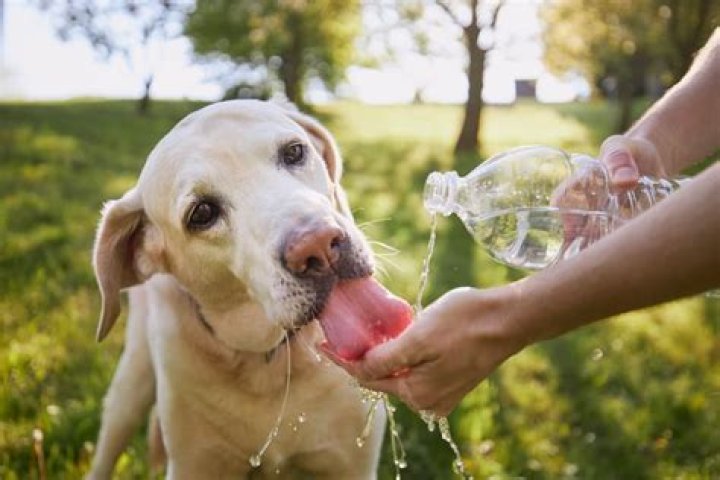 Is my puppy Thirsty? | ContextResponse.com