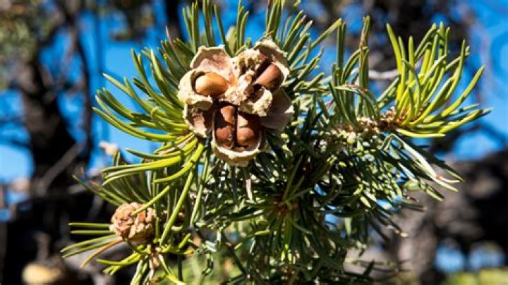 Is Pine Nut a tree nut?
