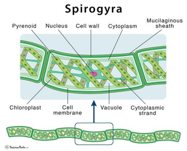Is spirogyra a plant?