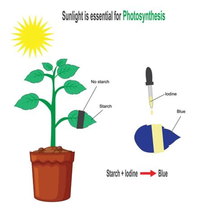 Is sunlight required for photosynthesis?