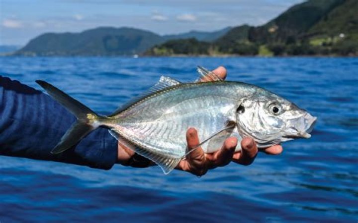 Is trevally fish good to eat?
