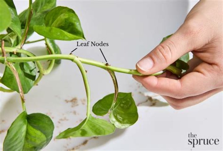 Should you trim ivy plants?