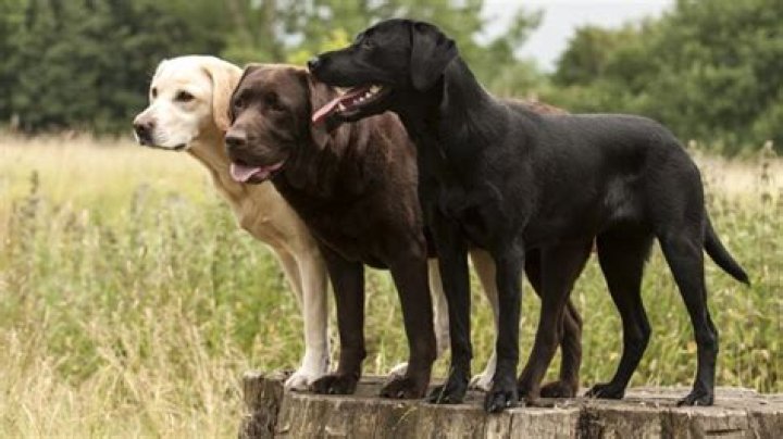 What age do female labs stop growing?