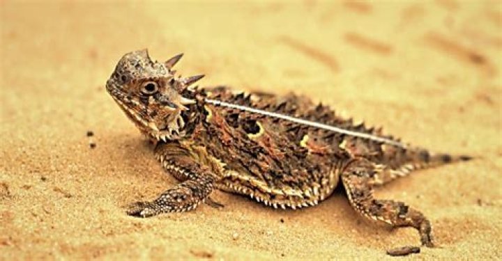 What animal has a spiky tail?
