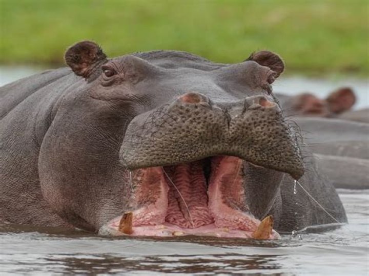 What animals are eaten alive?