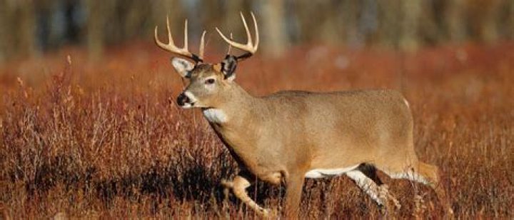 What animals live in Appalachian Plateau?
