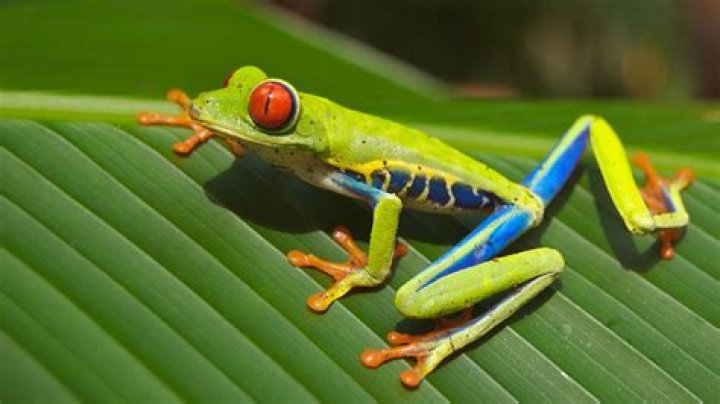 What animals prey on frogs?