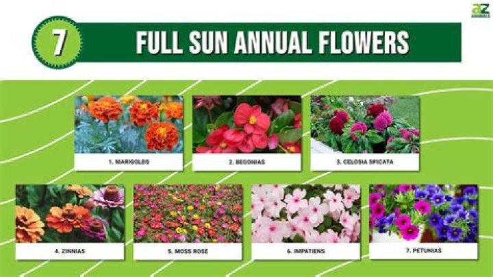 What annuals are good in full sun?