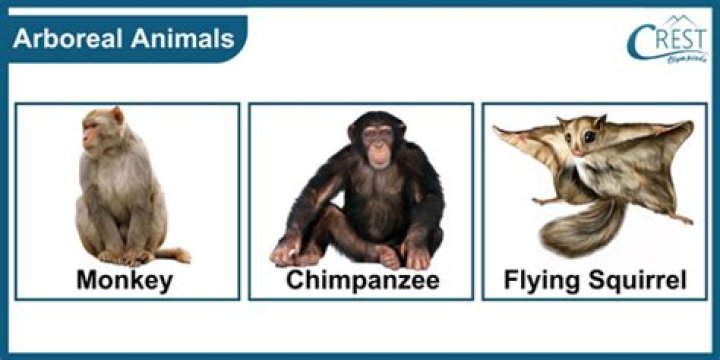 What arboreal adaptations are found in primates?
