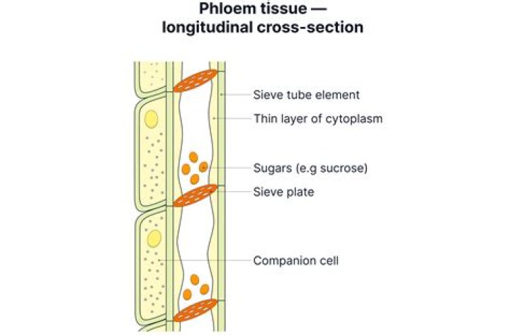 What are assimilates in phloem?