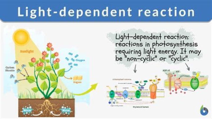 What are light dependent reactions of photosynthesis?