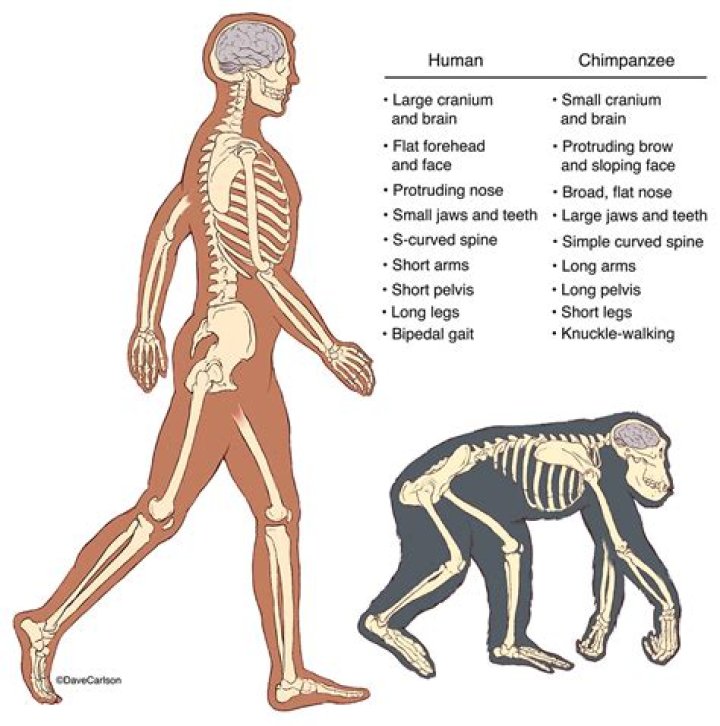 What are some differences between chimpanzee and human skeletons?