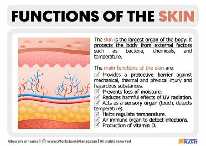 What are the 3 functions of the skin?