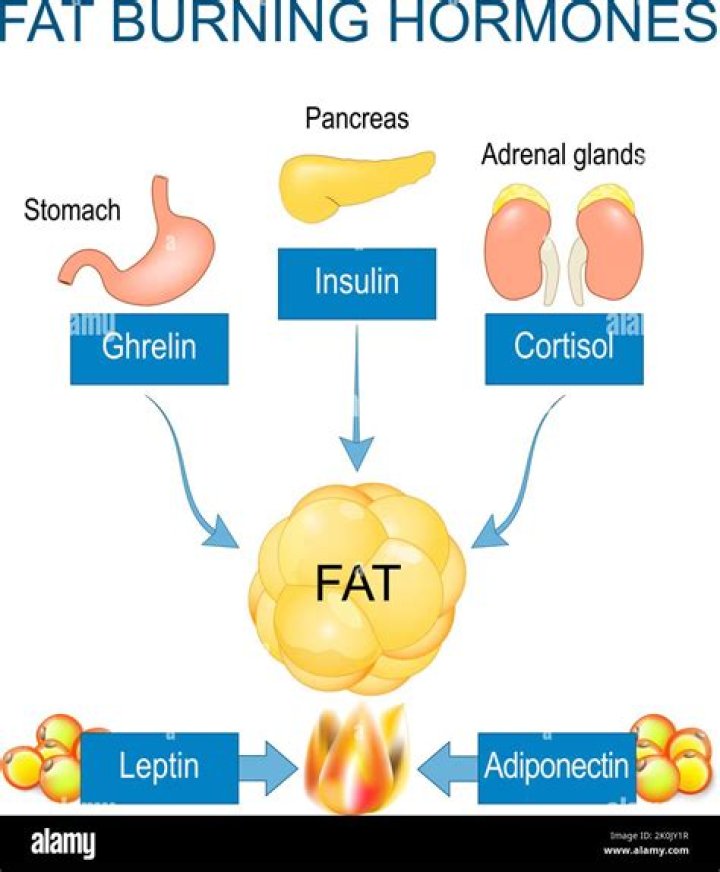 What are the 6 fat burning hormones?
