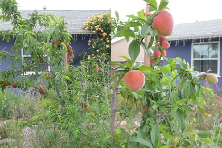 What are the advantages of planting?