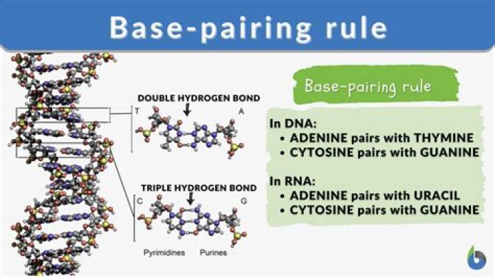 What are the base pair rules for RNA?