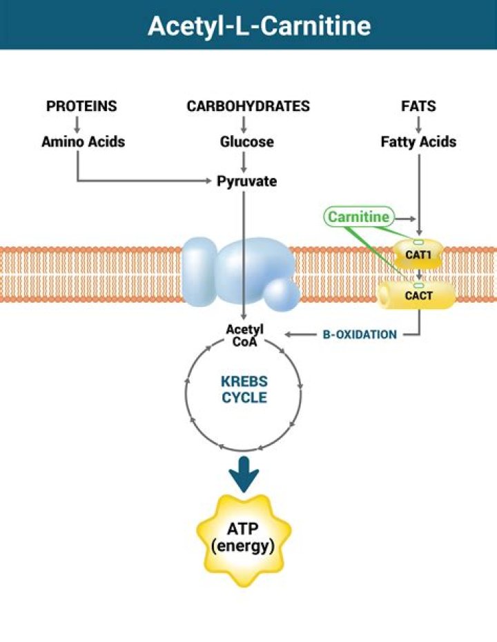 What are the benefits of Acetyl L Carnitine?