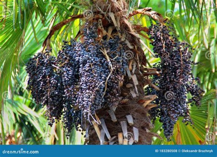 What are the berries on a palm tree?