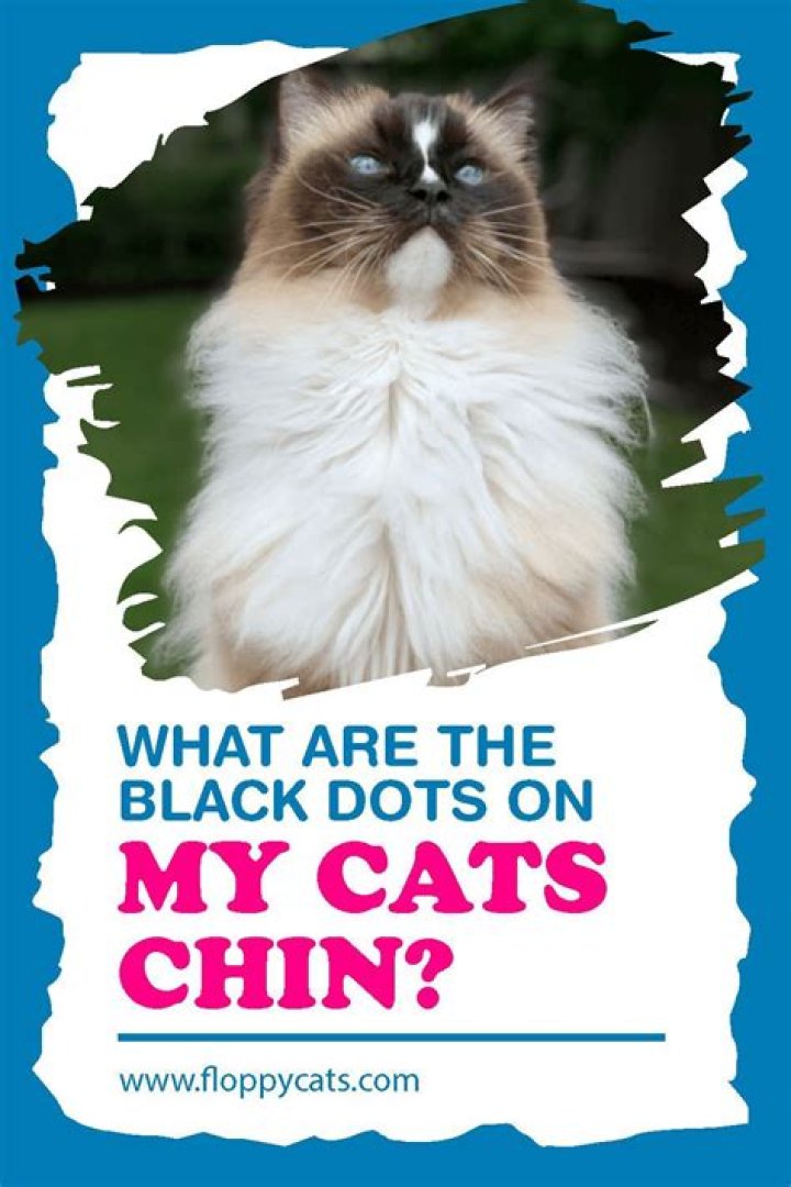 What are the black dots on my cat's chin?
