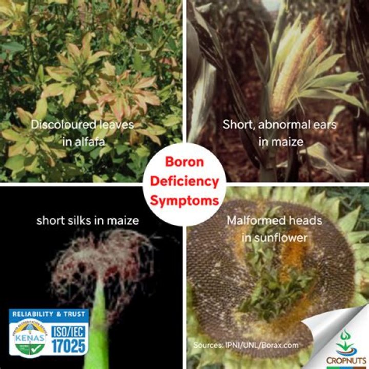 What are the deficiency symptoms of boron in plants?